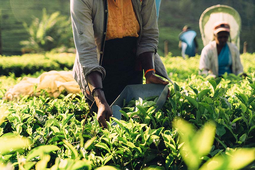 Tea harvesting in Sri Lanka