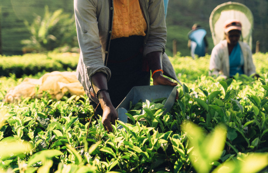 Sri Lanka Tea Plantation