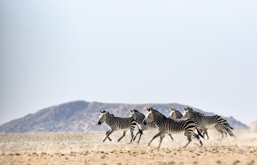 Haartman's Zebras, Namibia