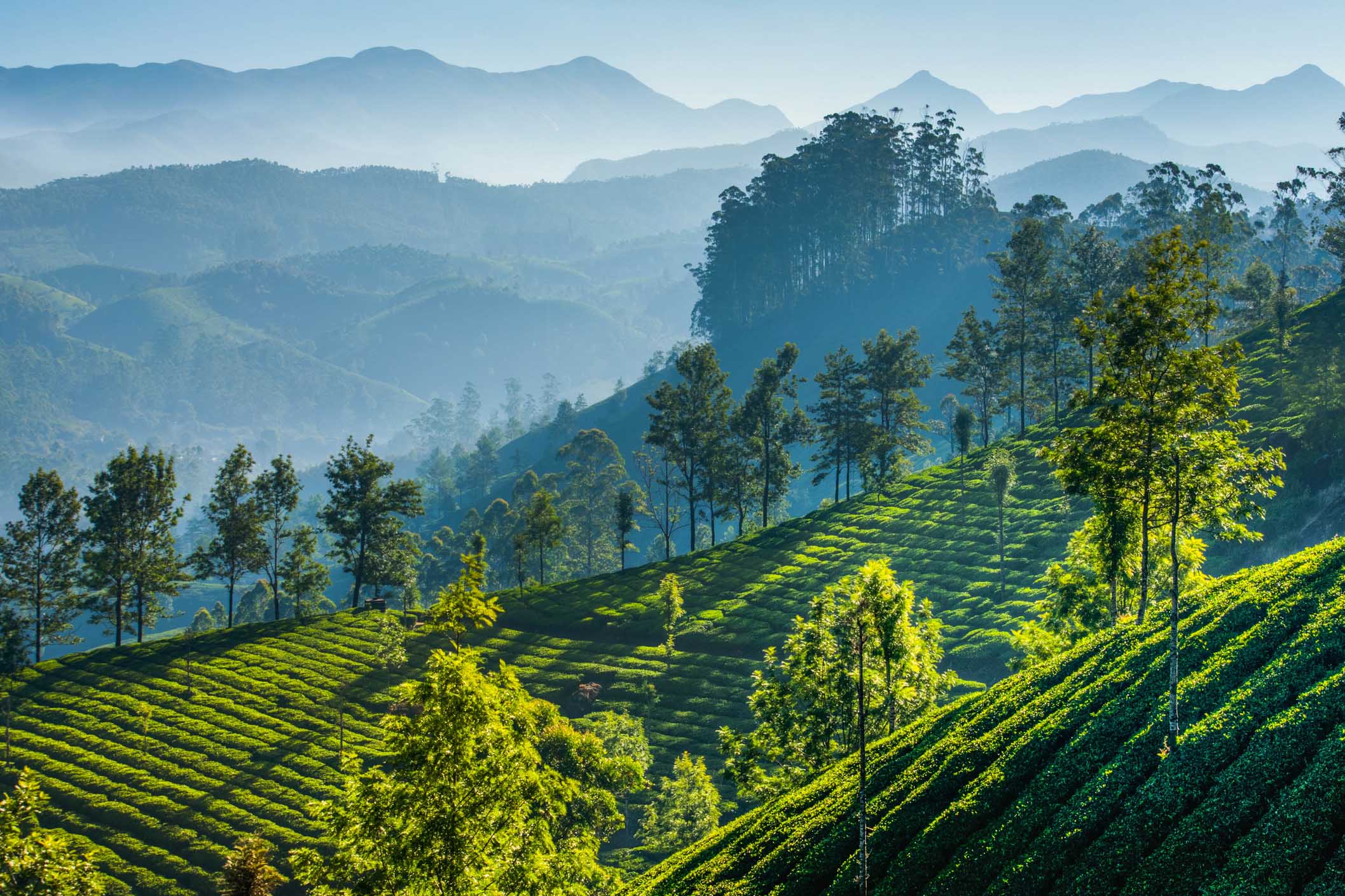 Tea region in Munnar