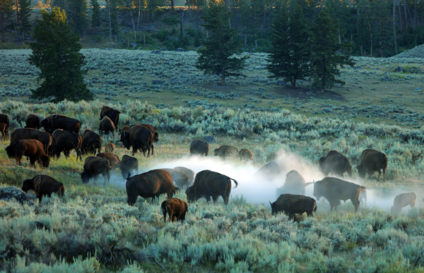 Yellowstone National Park