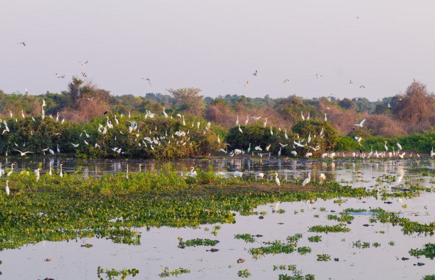 Pantanal