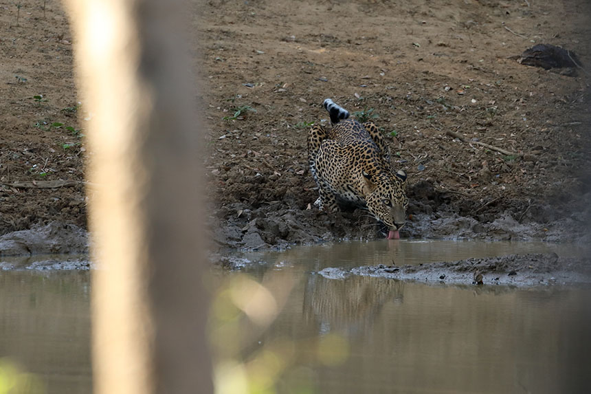 Leopard drinking in Sri Lanka