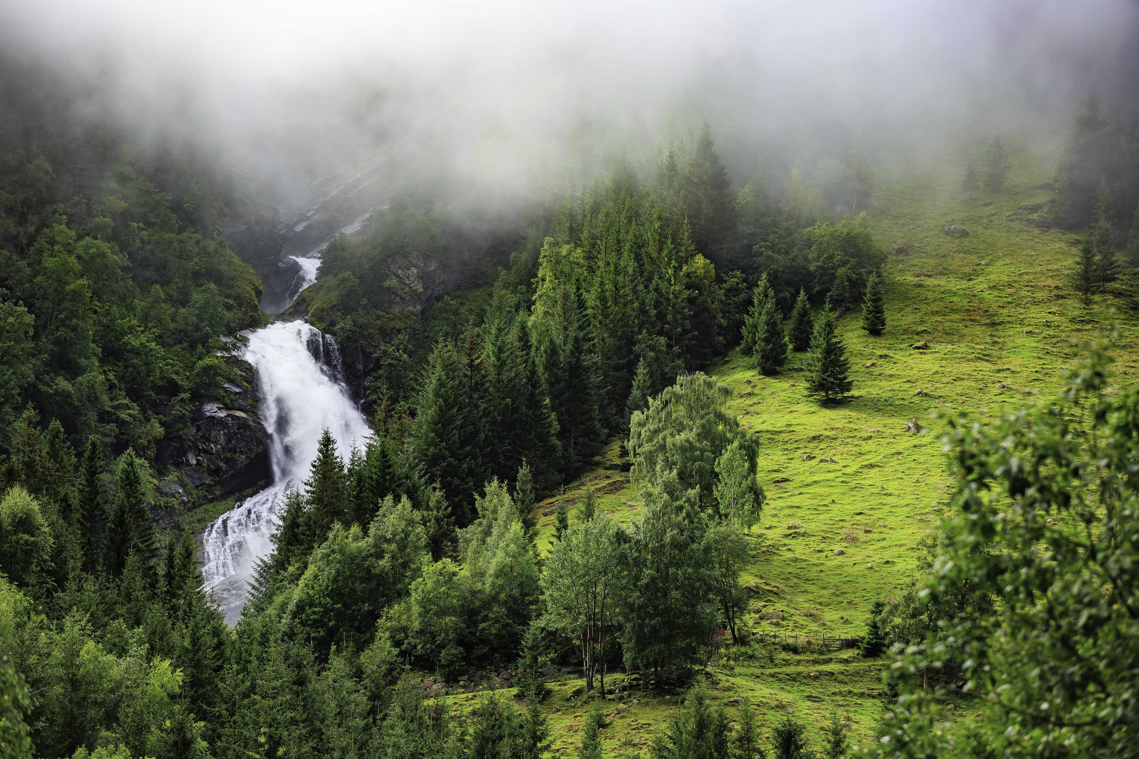 norway forest