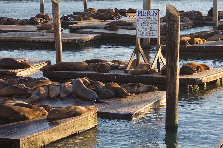 Sealines at Pier 39 in San Francisco