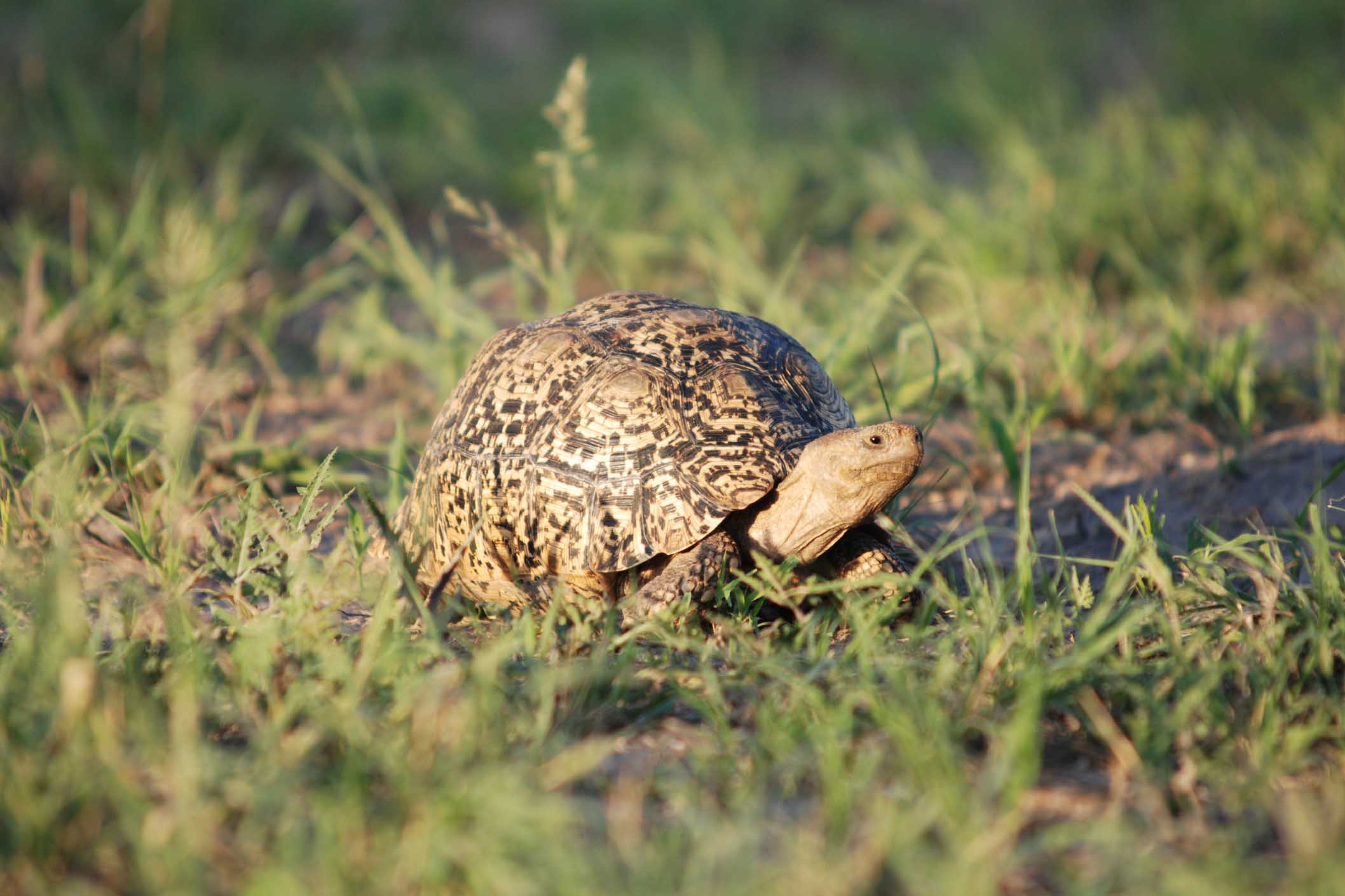 leopard tortoise