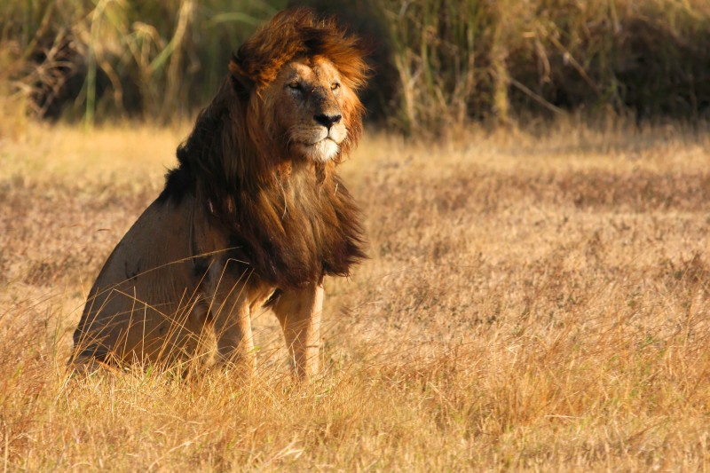 lion in tanzania