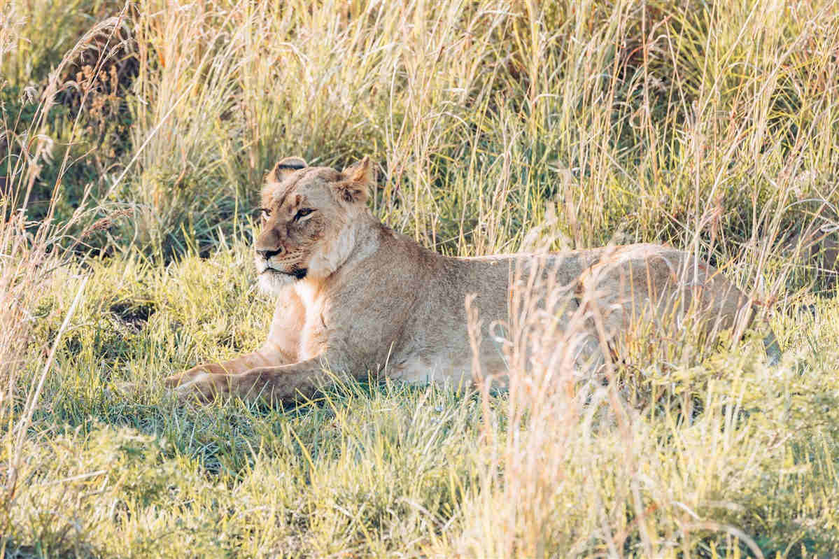 A lion in South Africa