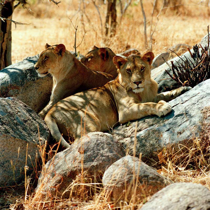 Lion in Ruaha National Park