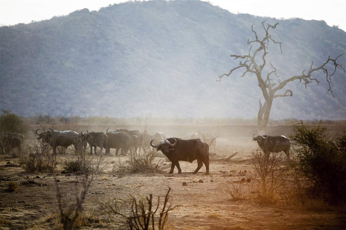 Madikwe game reserve