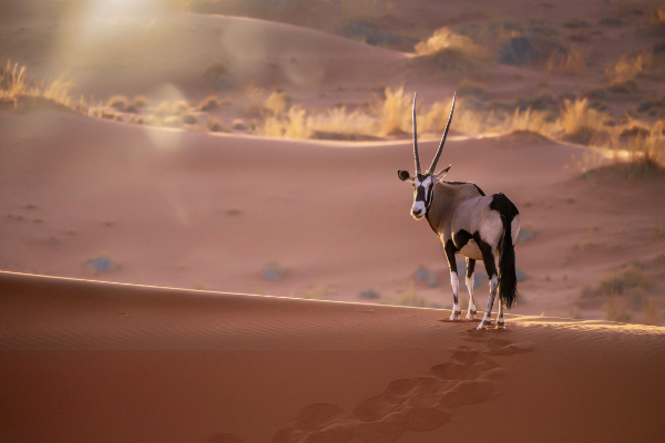 orxy namib desert namibia