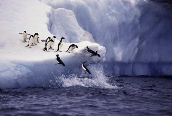 penguin in Antarctica