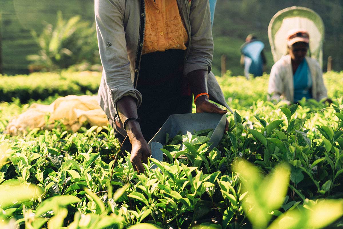 Tea plantations