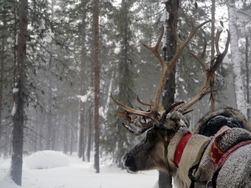 Holiday in Lapland