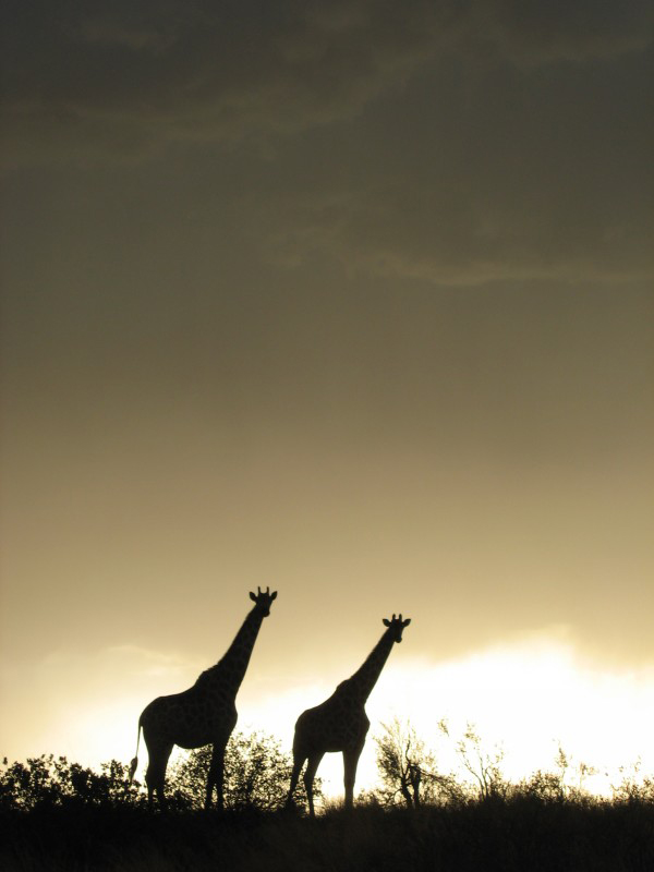 Giraffe in Tswalu game reserve 
