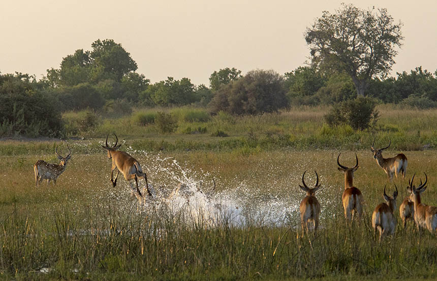 The Okavango Delta, Botswana