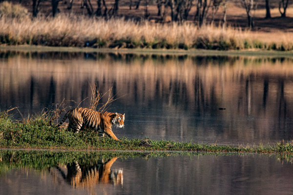 Tiger, India