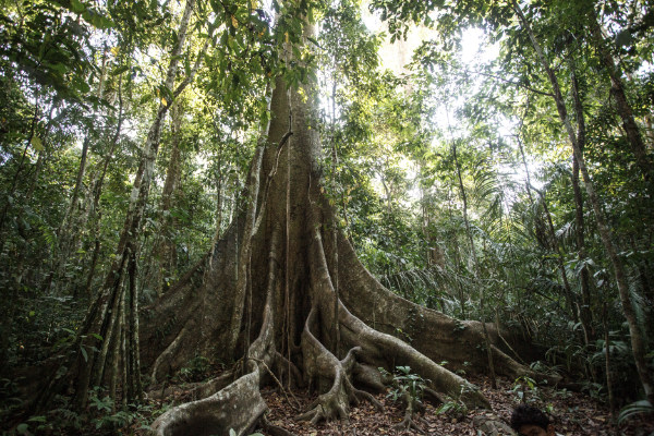 Tree Amazon
