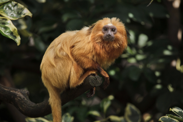 Golden tamarind monkey Amazon
