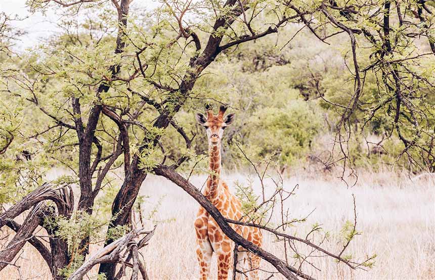 giraffe in South Africa