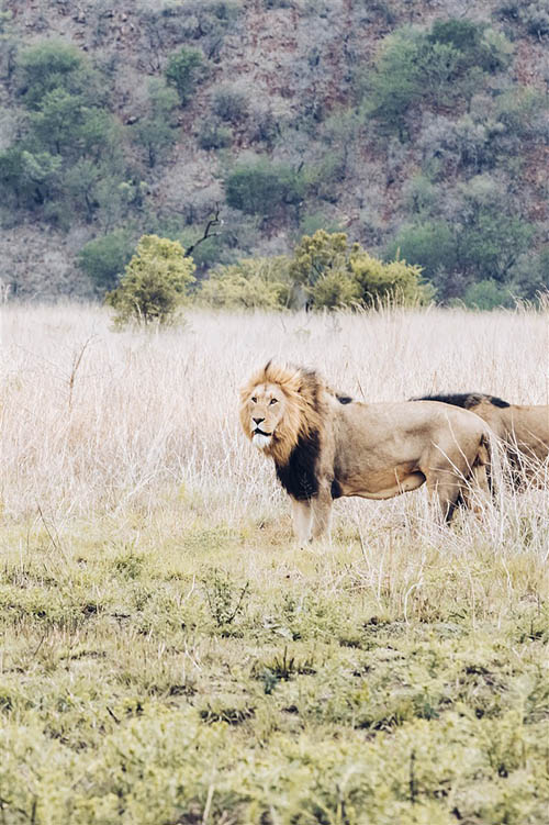 Lion in Uganda