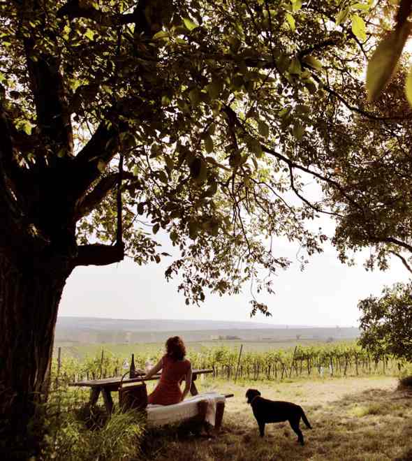 Top Tips for Travelling with Pets to Europe