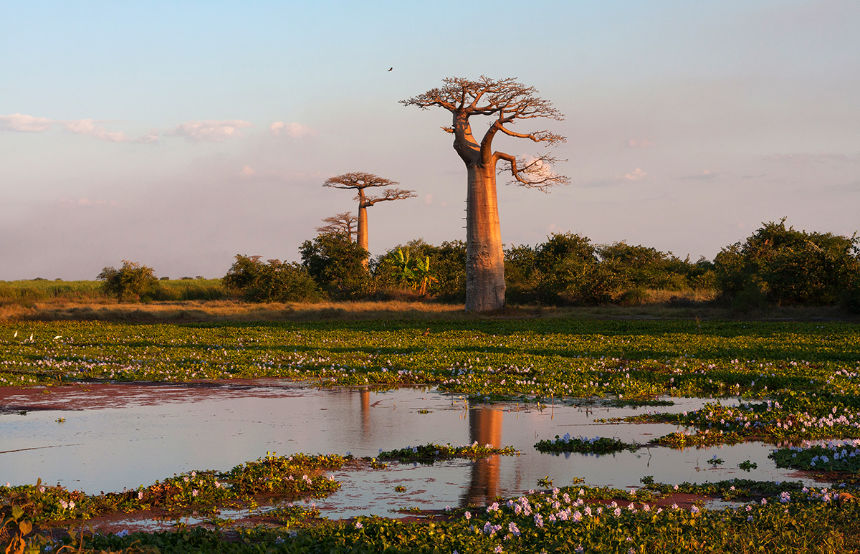 The baobab trees of Madagascar