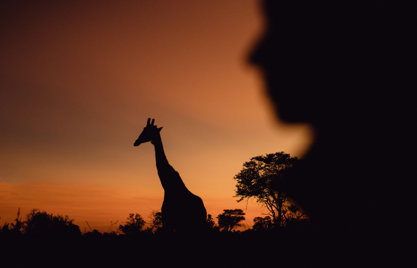Kenya vs South Africa: Safari Favourites