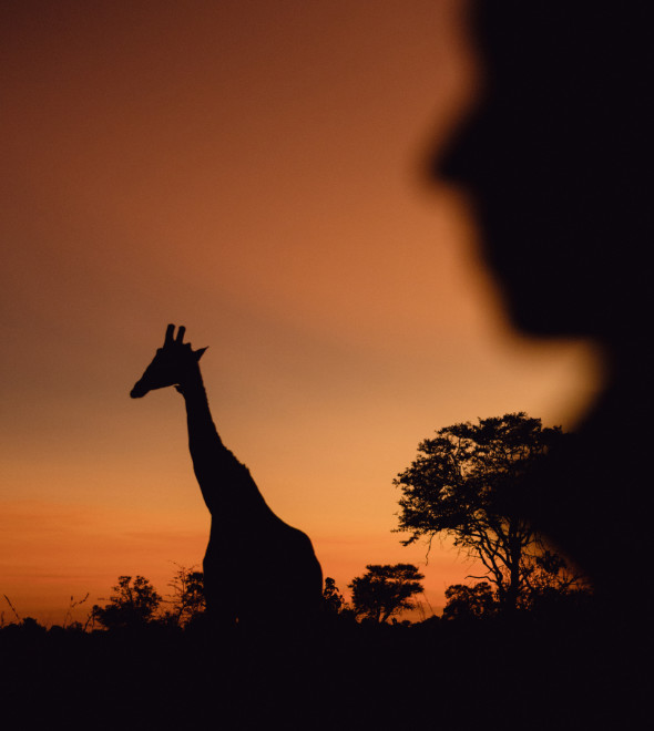 Kenya vs South Africa: Safari Favourites