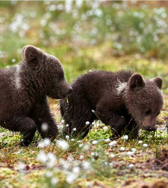 Our Favourite States for an American Safari