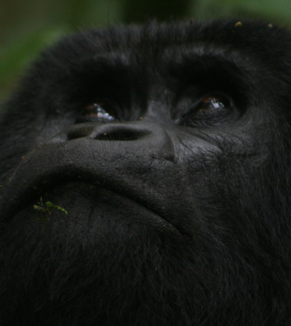 Gorilla Trekking in Uganda vs Rwanda