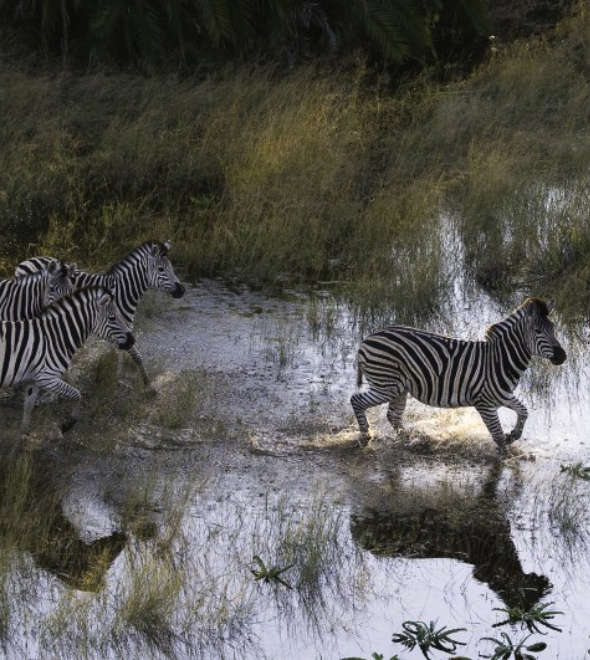 Our Guide to the Okavango Delta Flood Season 