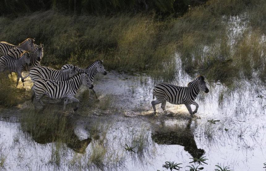 Our Guide to the Okavango Delta Flood Season 
