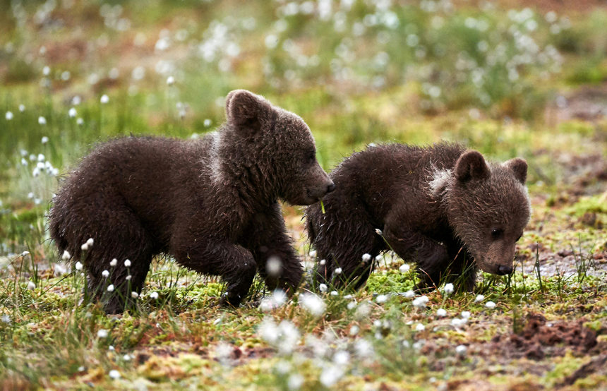 Our Favourite States for an American Safari