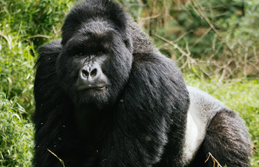 Five Reasons to Visit Rwanda: Gorilla Trekking and More