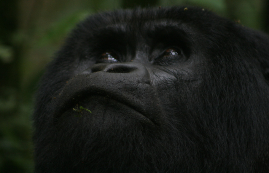 Gorilla Trekking in Uganda vs Rwanda