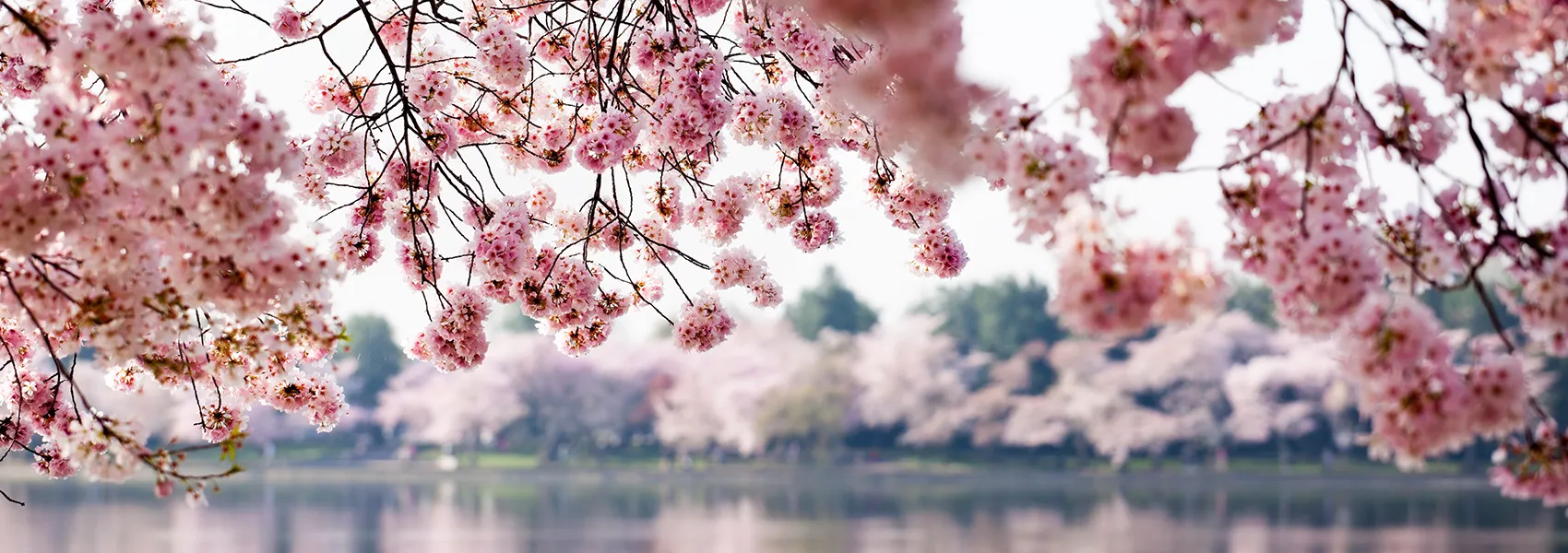 The Best Places to See Cherry Blossoms in Japan