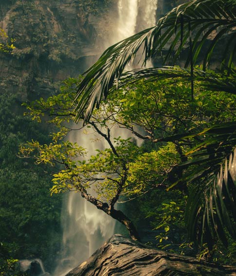 The ecological transition