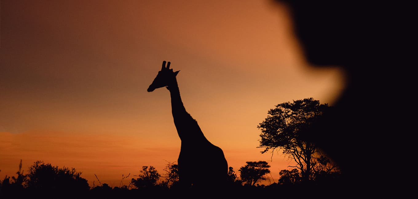 Why visit Africa with Original Travel?