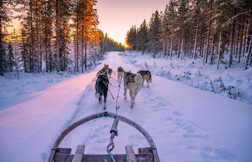 how far can sled dogs travel in a day