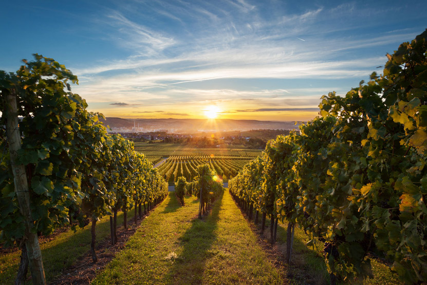 Top Three: European Vineyards to Experience