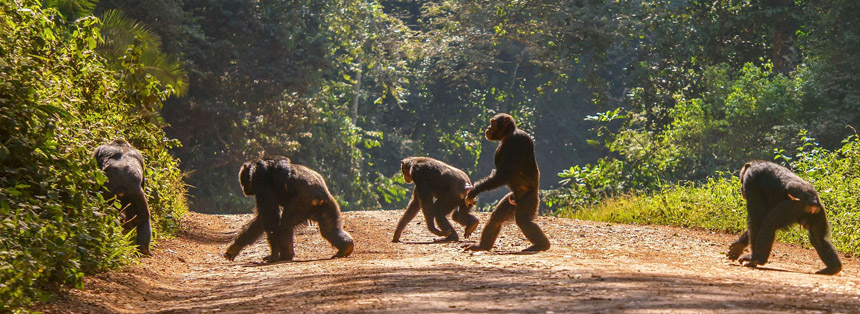 Where Best to Spot Chimpanzees