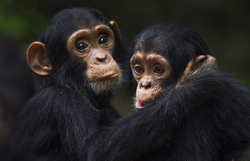 Where Best to Spot Chimpanzees