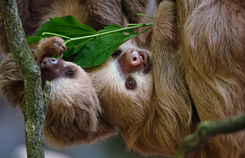 Best Places to See Sloths