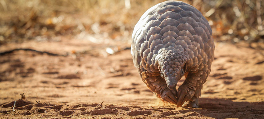 Best Places to See Pangolins