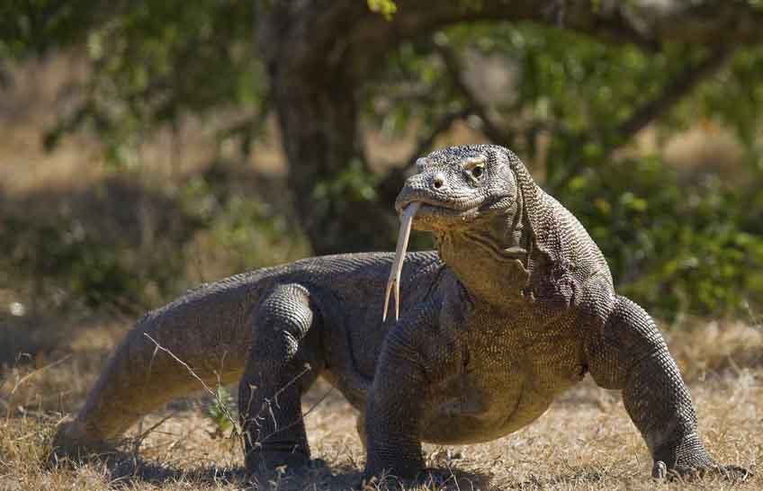 Best Places to See Komodo Dragons