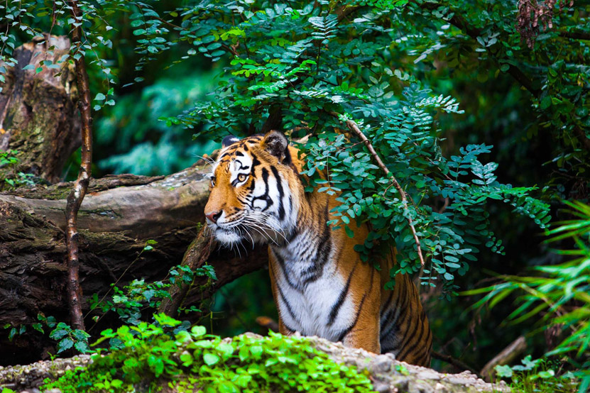 Best Places to See Tigers in Asia | Original Travel