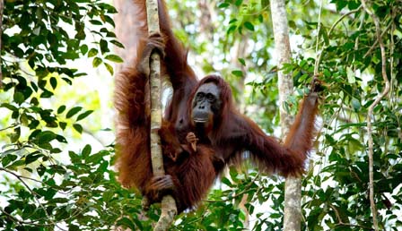 Best Places to see Orangutans