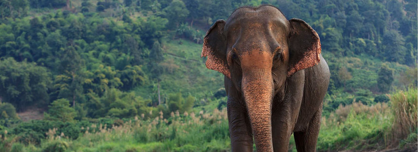 Best Places to see Asian Elephants