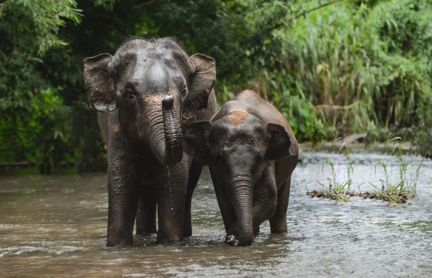 Best Places to see Asian Elephants